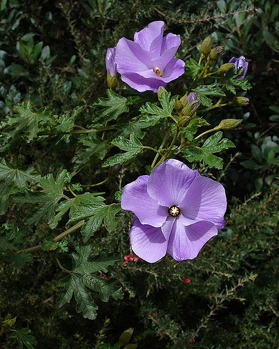 Hibiscus bleu