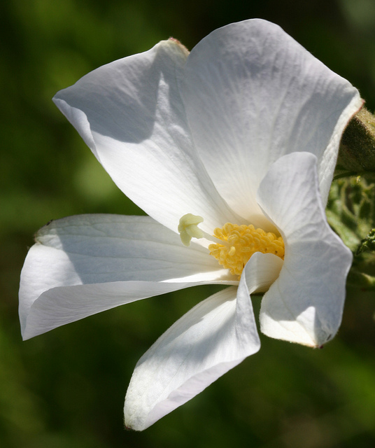 Hibiscus bleu