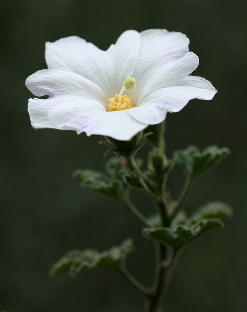 Hibiscus bleu