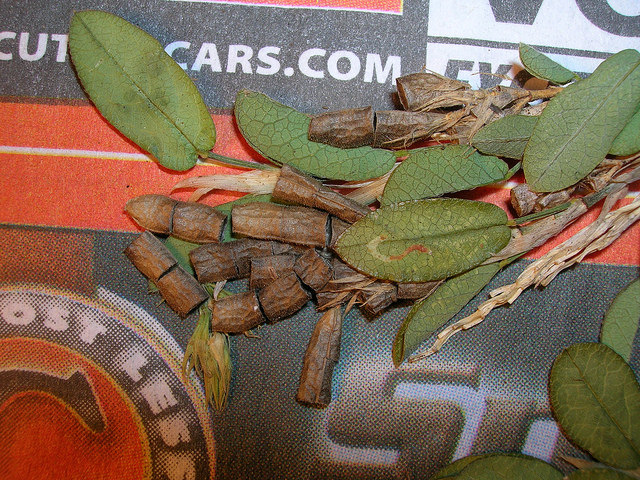 Alysicarpus vaginalis