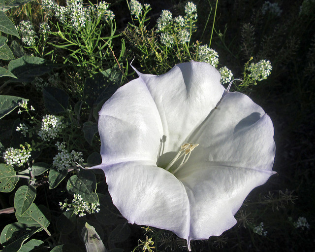 Alysson des montagnes