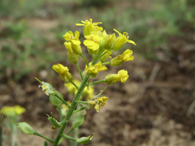 Alysson des montagnes