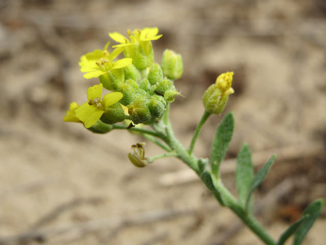 Alysson des montagnes