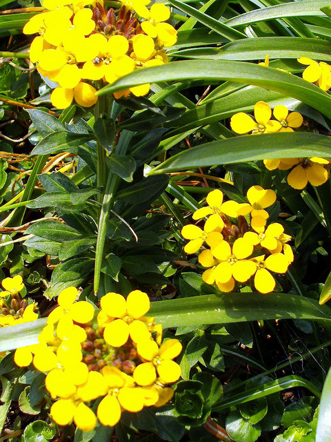 Alysson des montagnes