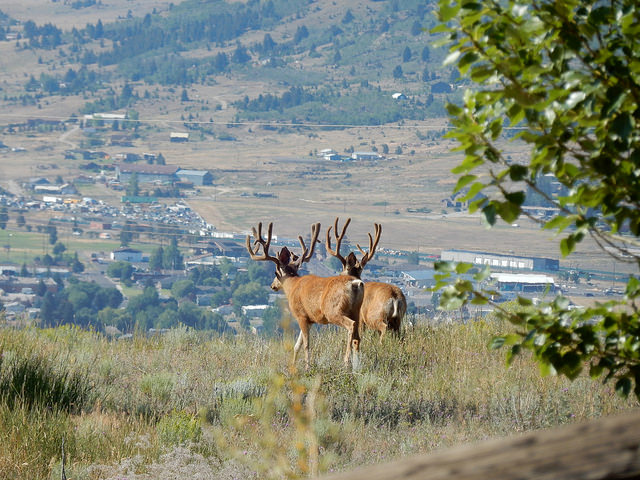 Alysson des murs (Alyssum murale)