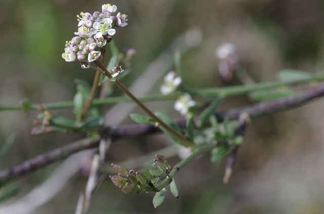 Alyssum spinosum
