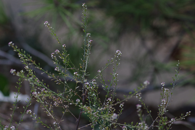 Alyssum spinosum