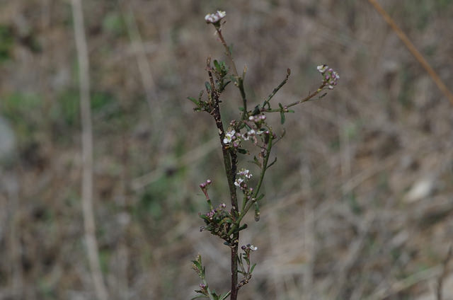 Alyssum spinosum