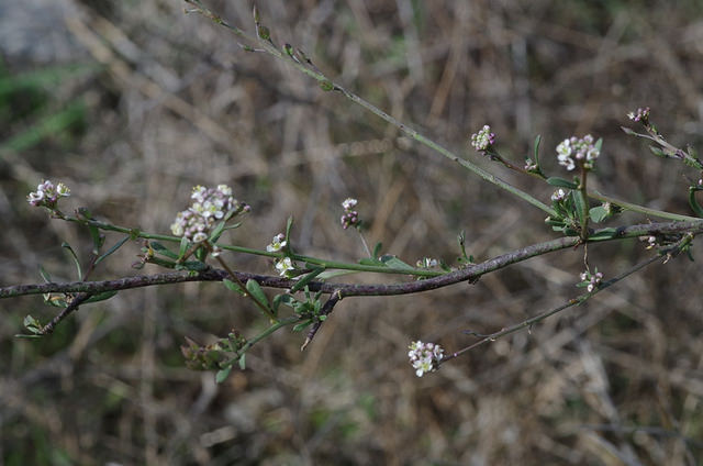 Alyssum spinosum