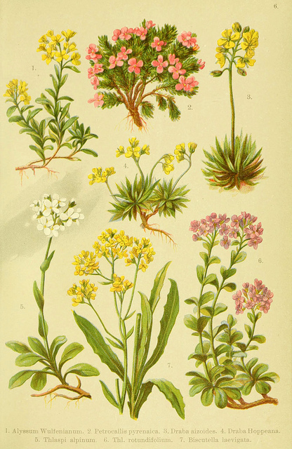 Alysson de wulfen (Alyssum wulfenianum)