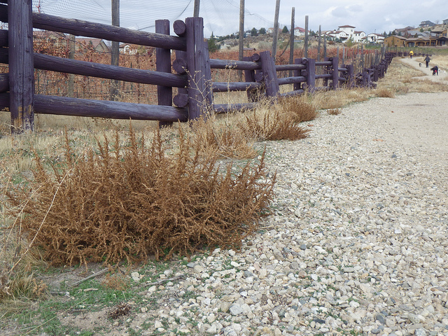 Amarante blanche (Amaranthus albus)