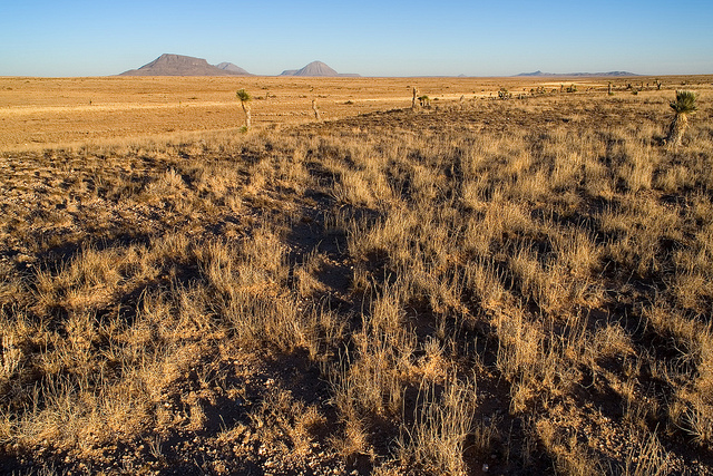 Amarante fausse blette (Amaranthus blitoides)