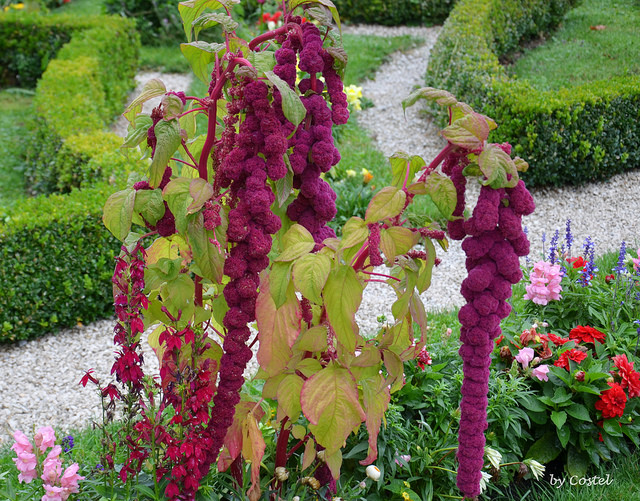 Amarante queue-de-renard (Amaranthus caudatus)