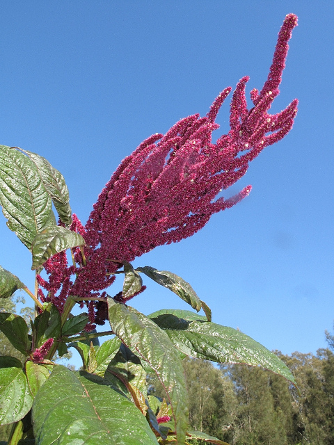 Amarante couleur de sang