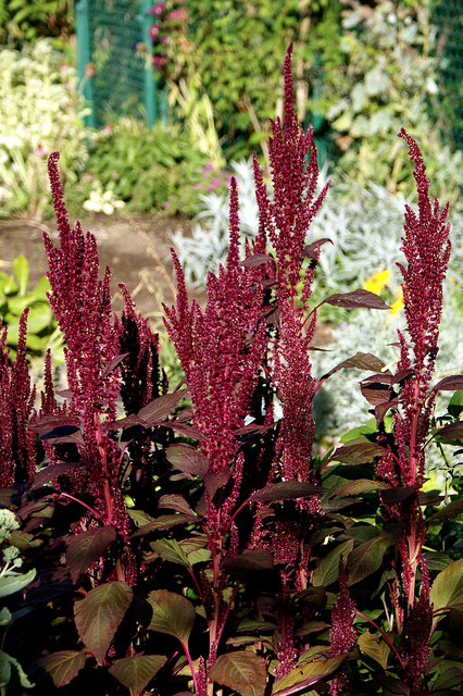 Amarante couleur de sang