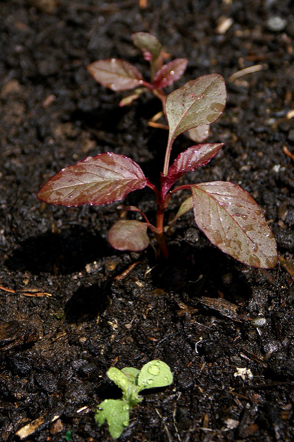 Amarante couleur de sang