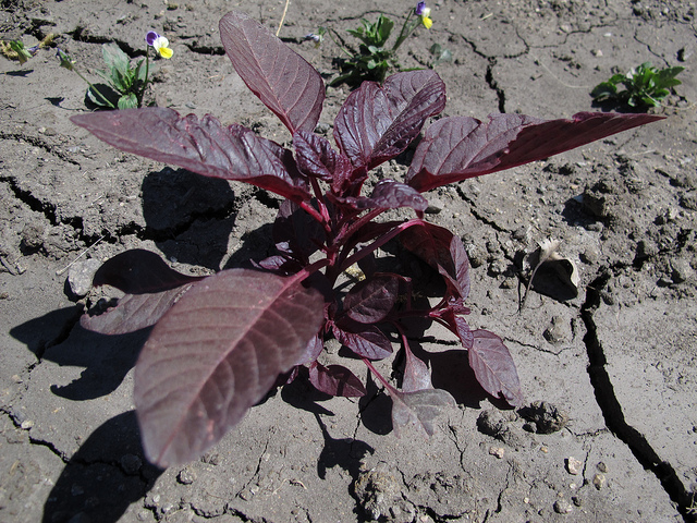 Amarante couleur de sang (Amaranthus cruentus)