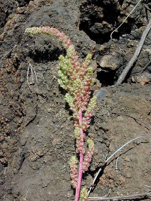 Amarante hybride
