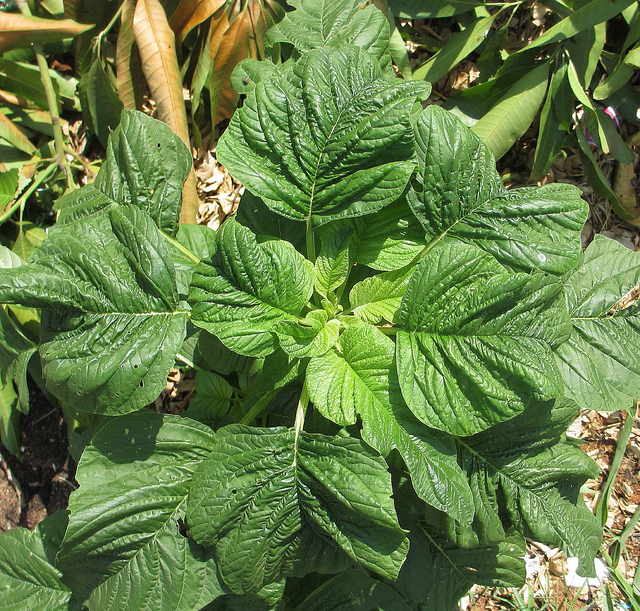 Amarante hybride (Amaranthus hybridus)