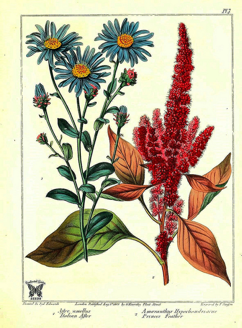Amarante hypocondriaque (Amaranthus hypochondriacus)