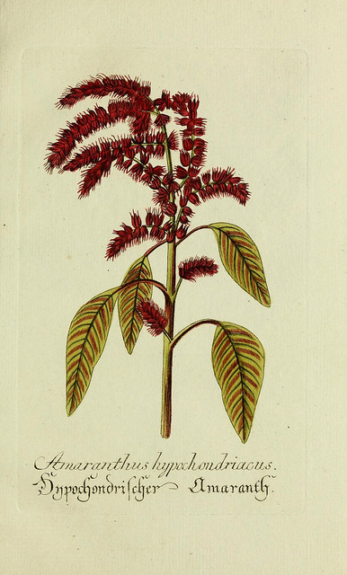 Amarante hypocondriaque
