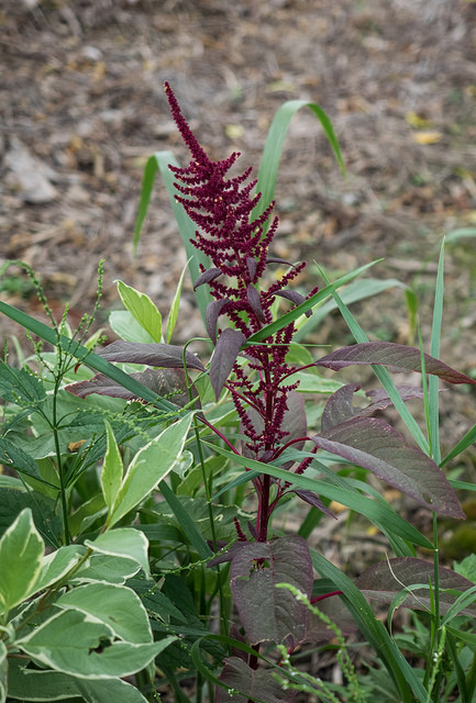 Amarante hypocondriaque