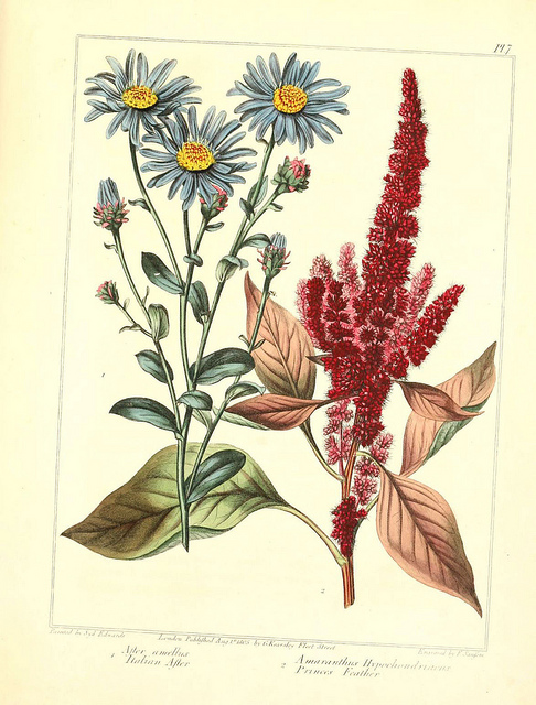 Amarante hypocondriaque