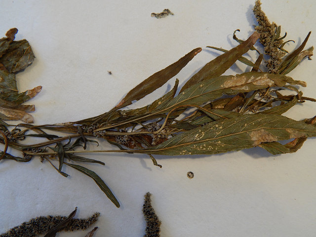 Amarante de palmer (Amaranthus palmeri)