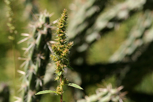 Amaranthus powellii