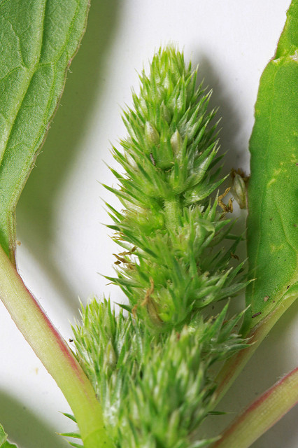 Amaranthus powellii