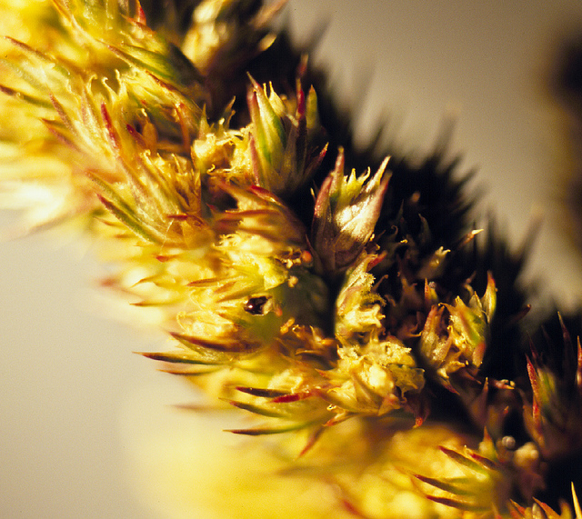 Amarante réfléchie (Amaranthus retroflexus)