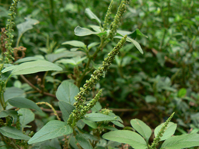 Amarante épineuse