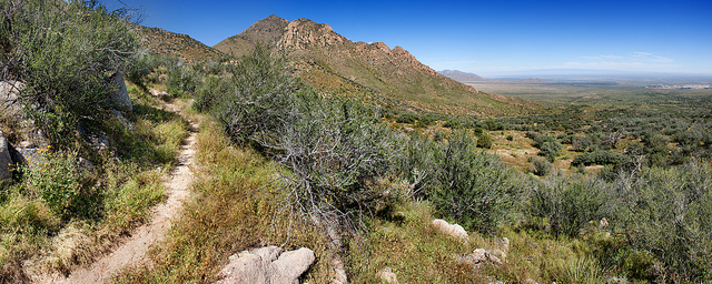 Amaranthus torreyi