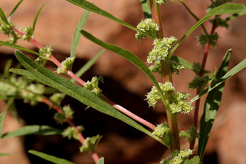 Amaranthus torreyi