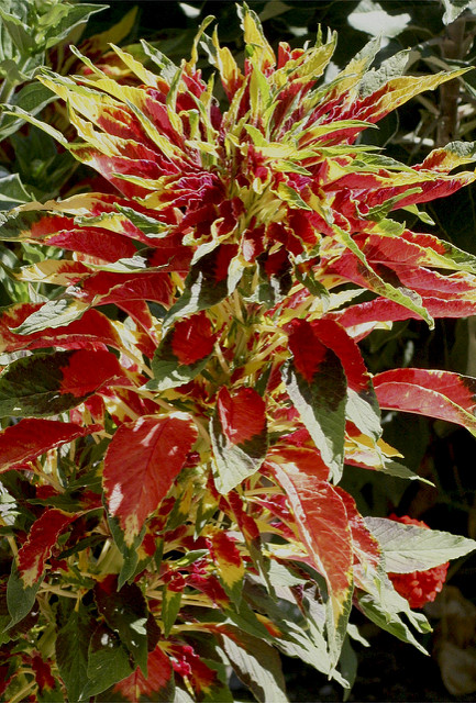 Amarante tricolore