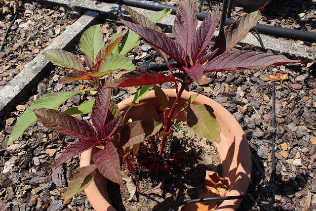 Amarante tricolore (Amaranthus tricolor)
