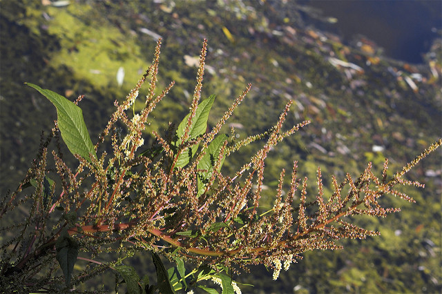 Amaranthus tuberculatus (Amaranthus tuberculatus)
