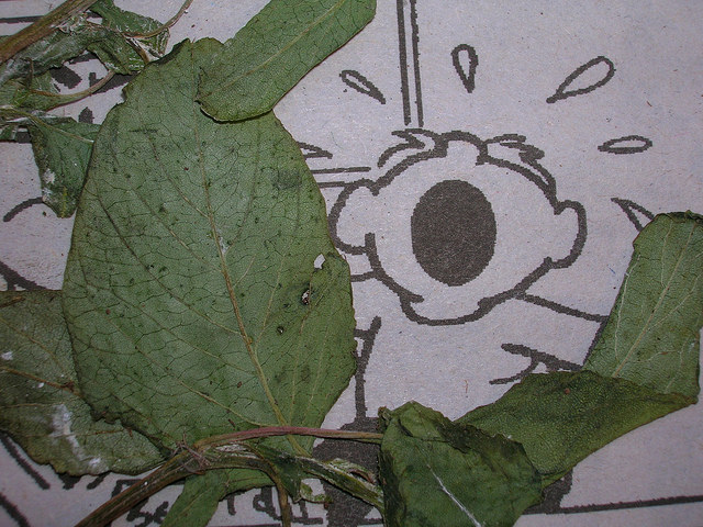 Amarante verte (Amaranthus viridis)