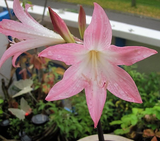 Amaryllis belladonne