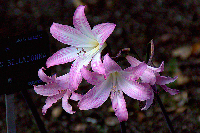 Amaryllis belladonne