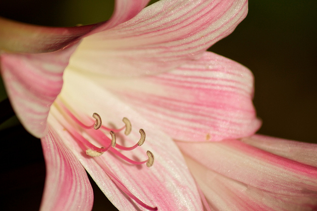 Amaryllis belladonne