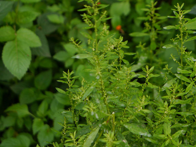 Ambrosia ambrosioides