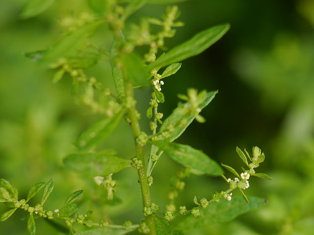 Ambrosia ambrosioides