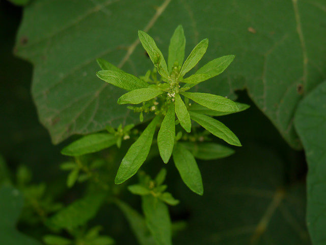 Ambrosia ambrosioides