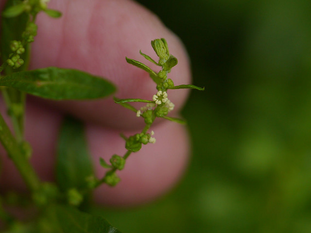 Ambrosia ambrosioides