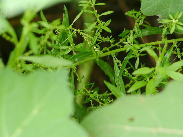 Ambrosia ambrosioides