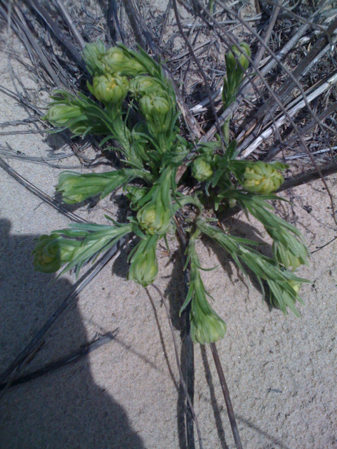 Ambrosia artemisiifolia