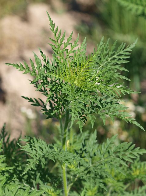 Ambrosia artemisiifolia