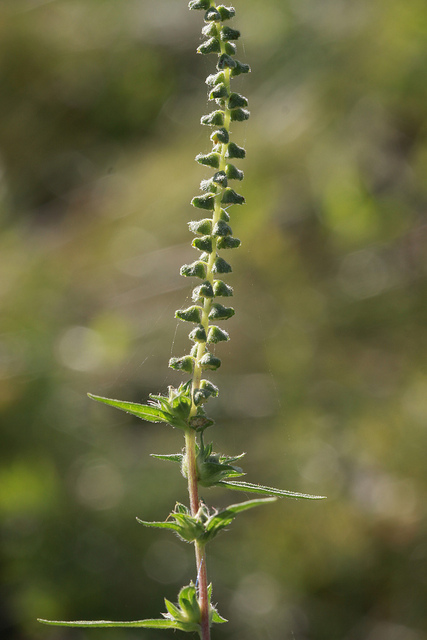 Ambrosia artemisiifolia