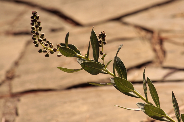 Ambrosia cheiranthifolia (Ambrosia cheiranthifolia)